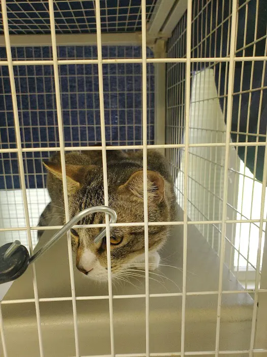 Riverside Cat Hospital Picture 3