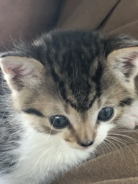 Riverside Cat Hospital Picture 6