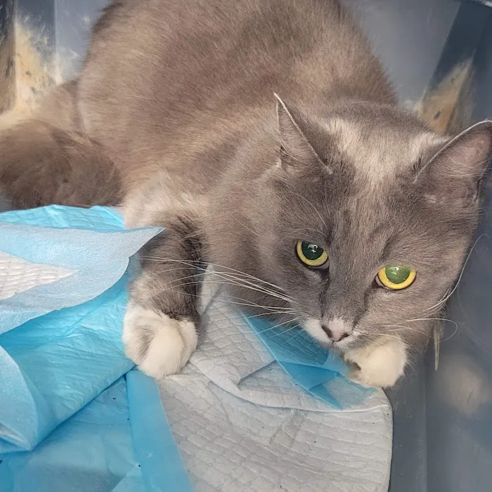 Riverside Cat Hospital Picture 10