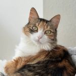 Animal Hospital of Riverside