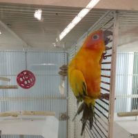 Petco ico