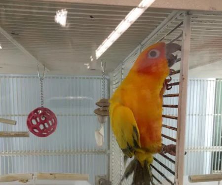 Petco