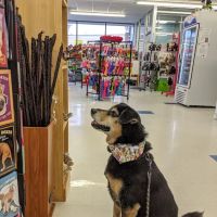Weber's Pet Supermarket ico