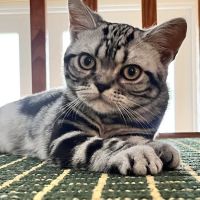 Milla's Kats ico