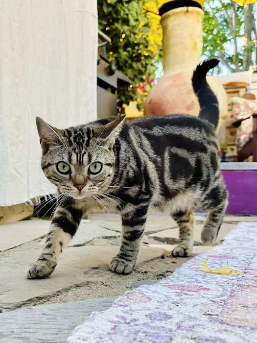 Milla's Kats Picture 5