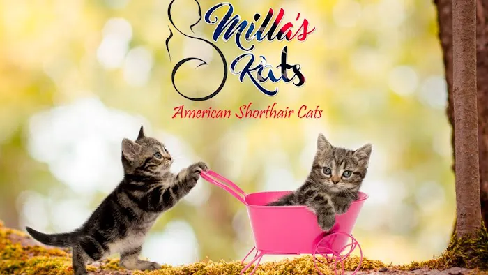 Milla's Kats Picture 6