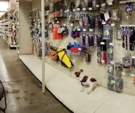 Weber's Pet Supermarket