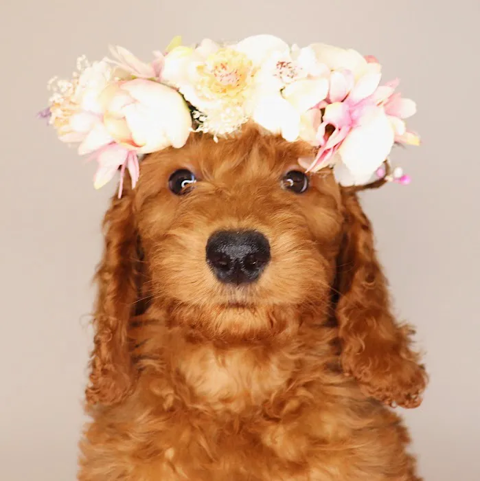 XO PUPS Picture 9