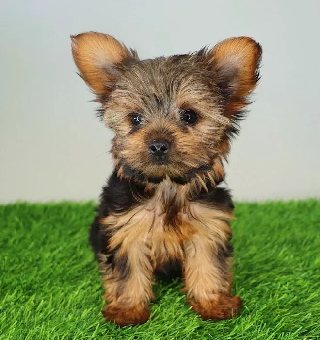 XO PUPS Picture 2