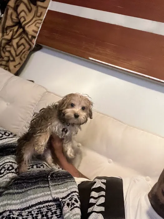 XO PUPS Picture 6