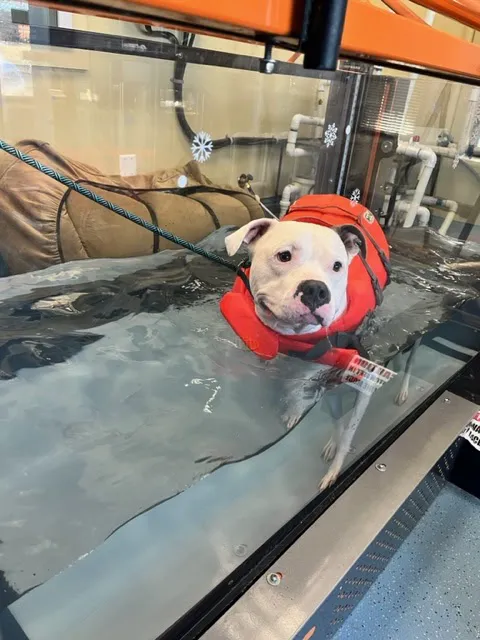 Aquatic Paws - Chantilly Picture 3