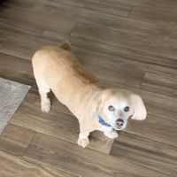 La Sierra Veterinary Clinic ico