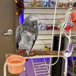 TC Feathers Aviary