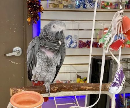 TC Feathers Aviary