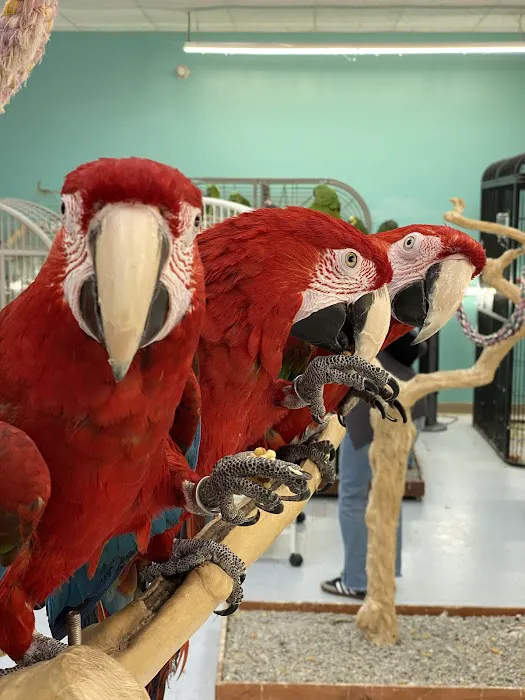 TC Feathers Aviary Picture 3