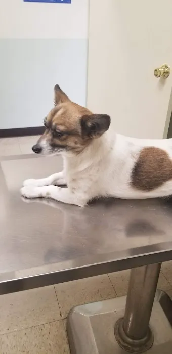 Van Buren Animal Hospital Picture 2