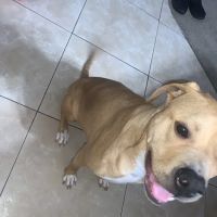 Van Buren Animal Hospital ico