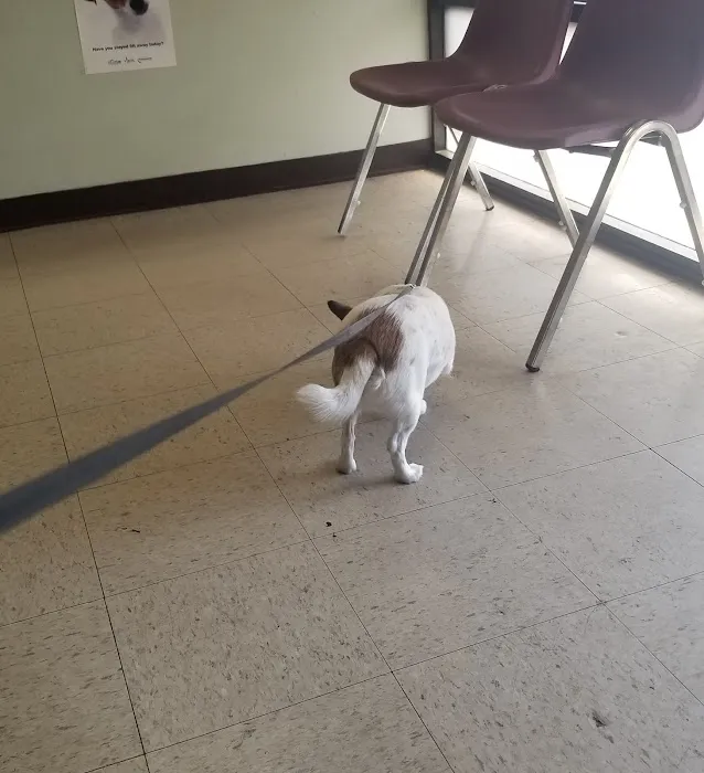 Van Buren Animal Hospital Picture 6