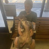 Arlington-Adams Animal Hospital ico