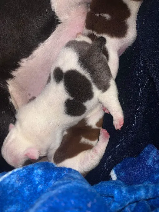 Arlington-Adams Animal Hospital Picture 7