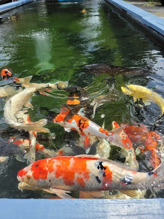 Blue Ribbon Koi & Marine Picture 8
