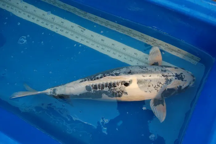 Blue Ribbon Koi & Marine Picture 2