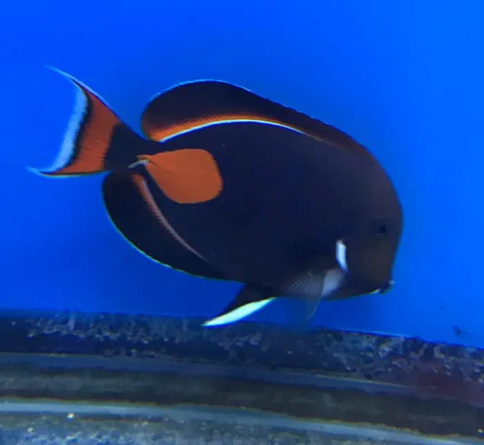 Blue Ribbon Koi & Marine Picture 7