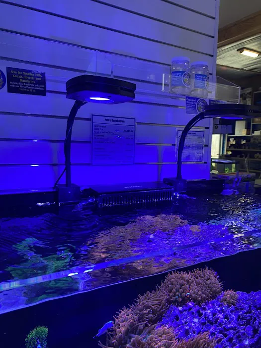 Blue Ribbon Koi & Marine Picture 6