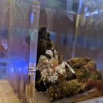 Centreville Aquarium
