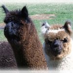 Stone Meadow Alpacas