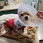 Riverside Regional Veterinary Group