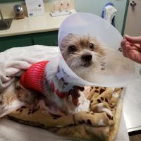 Riverside Regional Veterinary Group ico