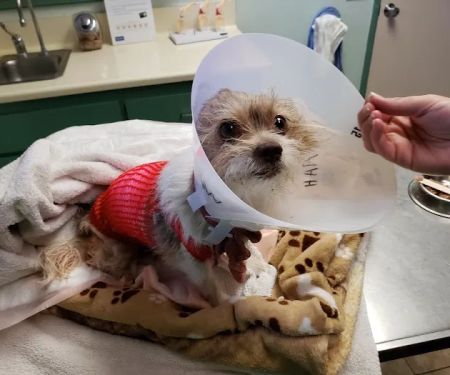 Riverside Regional Veterinary Group