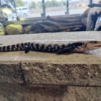 Appalachian Reptiles & Aquatics ico