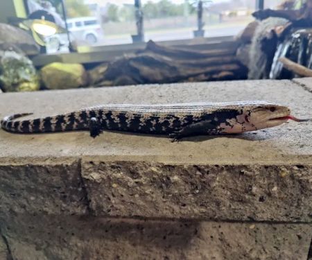 Appalachian Reptiles & Aquatics