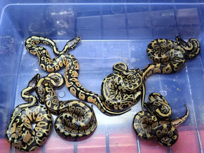 Appalachian Reptiles & Aquatics Picture 10