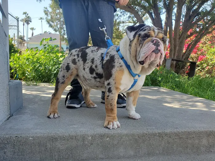 SoCal Animal Hospital Picture 9