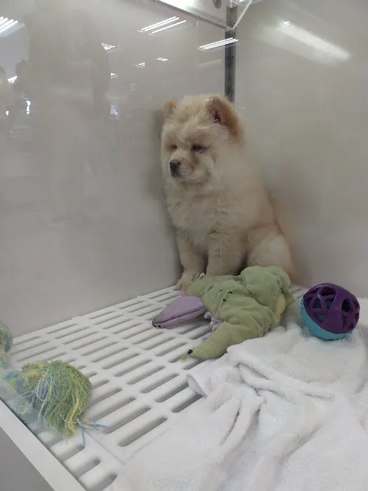 The Pet Store Picture 1