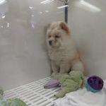 The Pet Store