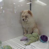 The Pet Store ico