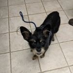 VCA Aacacia Animal Hospital