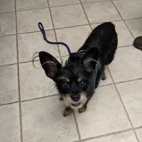 VCA Aacacia Animal Hospital ico