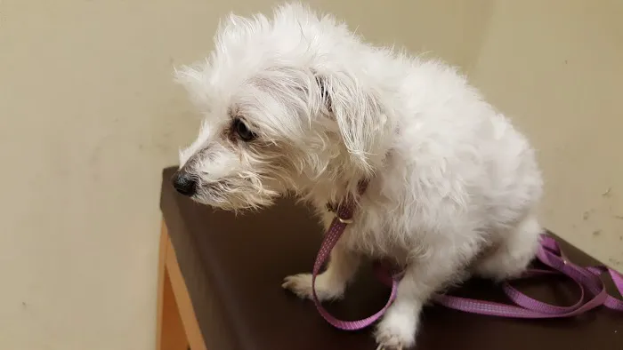 VCA Aacacia Animal Hospital Picture 4