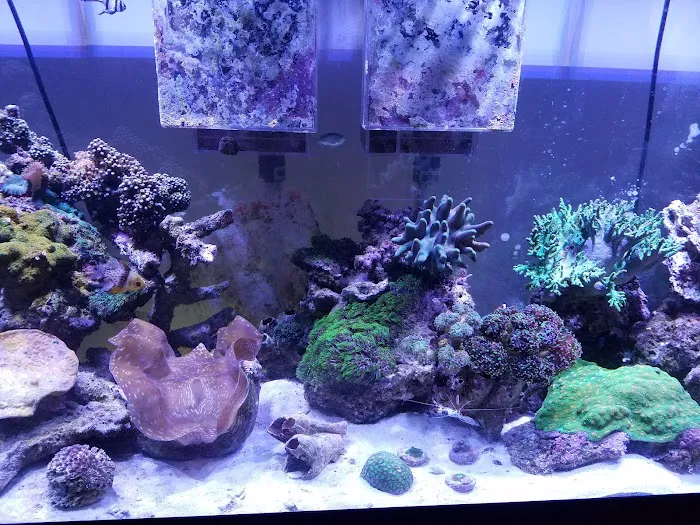 TriState Aquariums Picture 4
