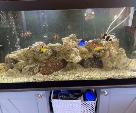 TriState Aquariums