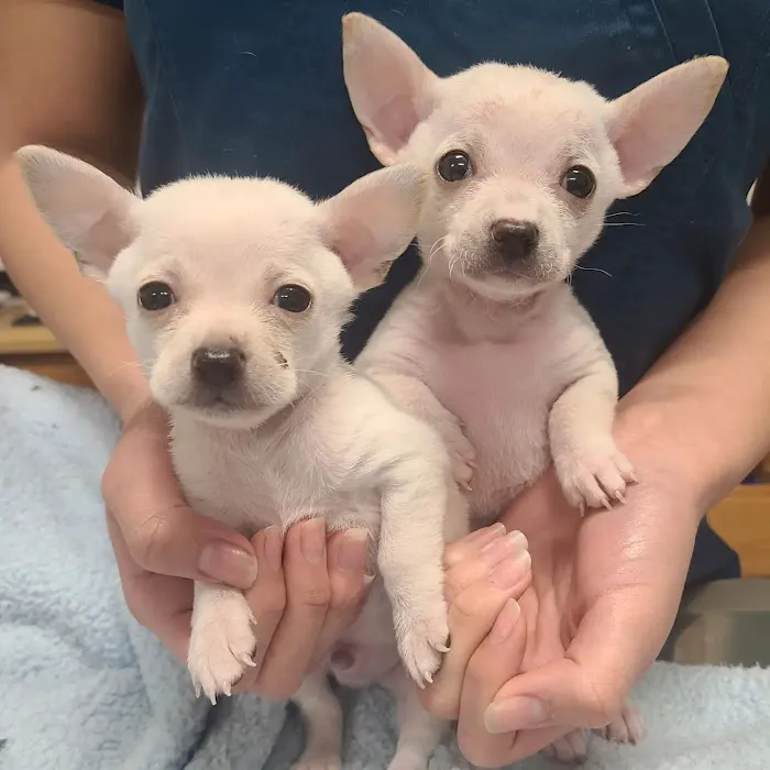 AAA Animal Hospital Picture 8