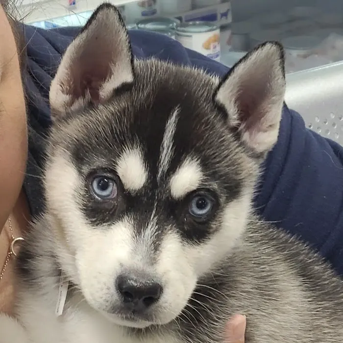 AAA Animal Hospital Picture 5