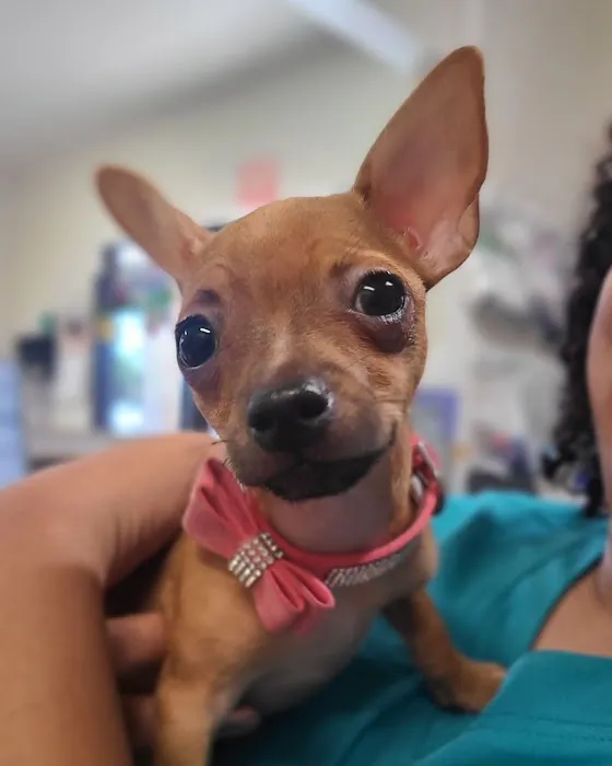 AAA Animal Hospital Picture 3
