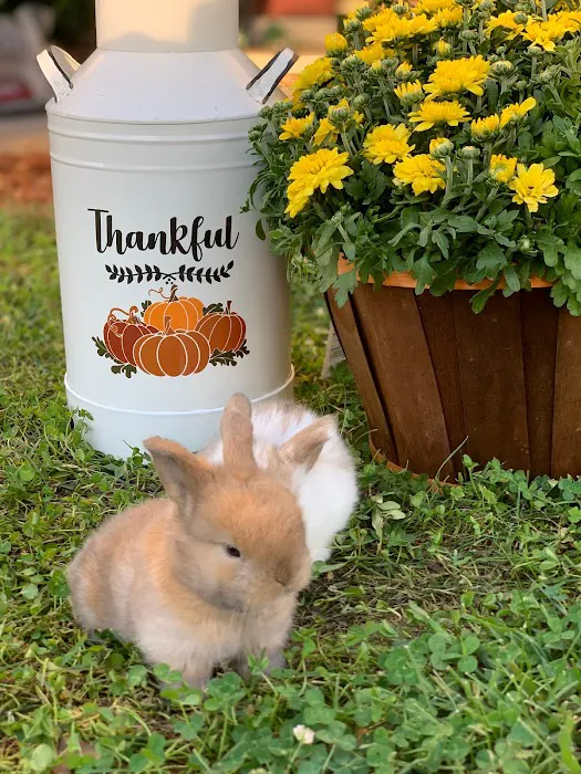 MONTEVALLO SKY'S L.L.C. PET BREEDER Picture 1