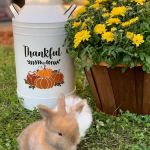 MONTEVALLO SKY'S L.L.C. PET BREEDER